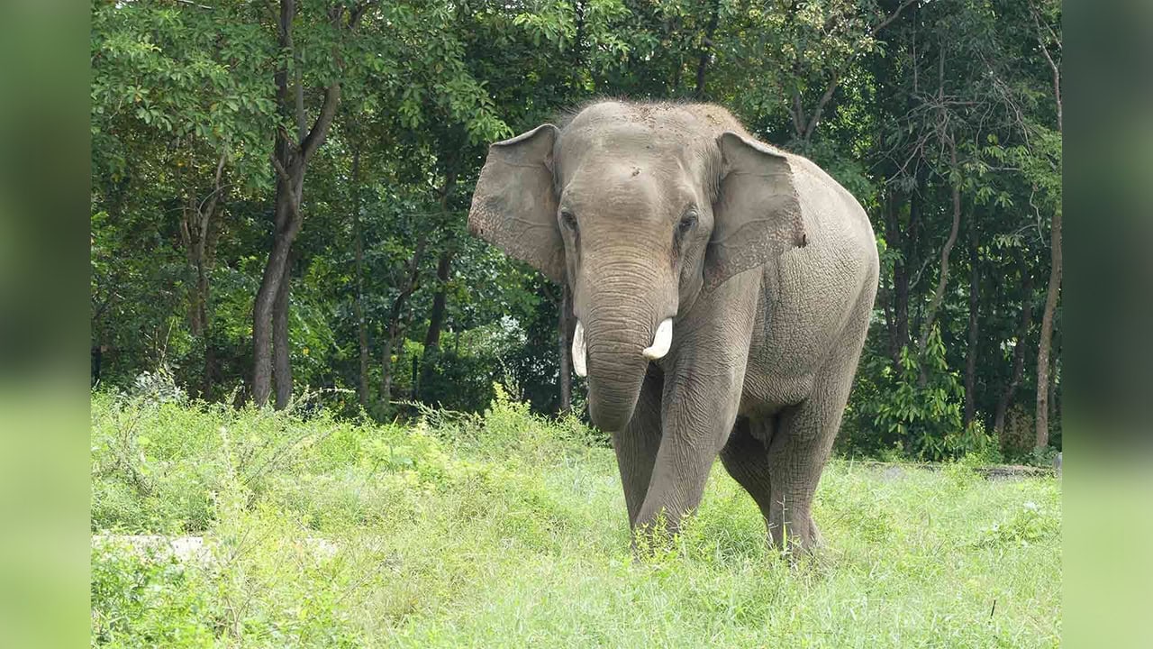 Beloved Elephant Sakor Dies at Phnom Tamao Wildlife Rescue Center at Age 34